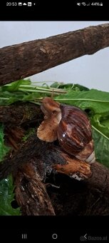 Achatschnecken - 2