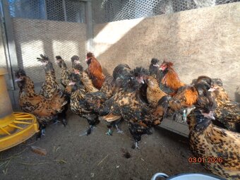 Pawlowskaya gold - 2