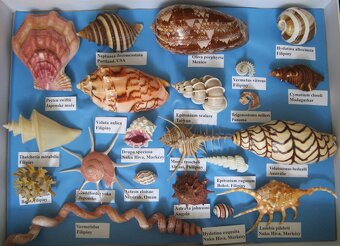 Muschelverkaufsausstellung 28. 3. BRNO - 2