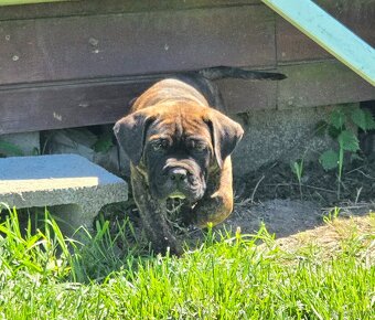 Cane corso mit Stammbaum - 2