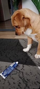 Kleines Dackel Staff Mädchen sucht neues Zuhause - 2