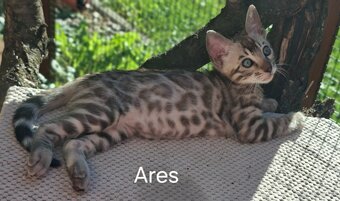 BENGAL-KITTEN MIT FIFe-STAMMBAUM - 2