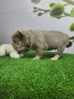 Französische Bulldogge - 2