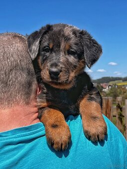Beauceron - 2