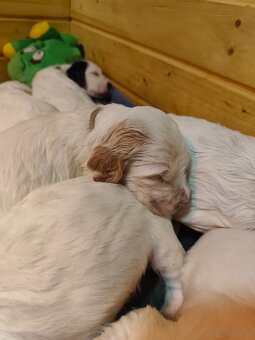 Englische Setter - 2