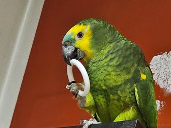 Blaustirn-Amazonas - 2