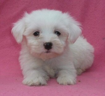 Mini Malteser Welpen - 2