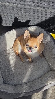 Chihuahua - 2