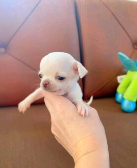 Süße und entzückende Chihuahua-Welpen. - 2