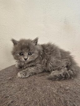 Langhaar britisch Kätzchen - 2