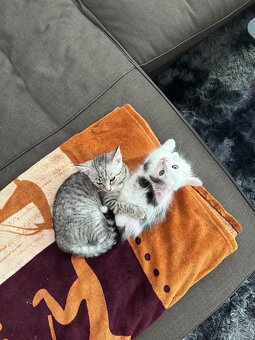 Katzen zu verkaufen - 2