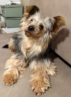 Yorkshire Terrier 4,5 Jahre alt, 4,4 kg - 2