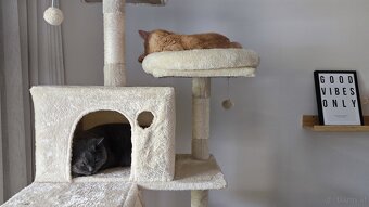 Britisch Kurzhaar Katzen - 2