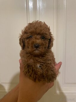 Toy Poodle - 2