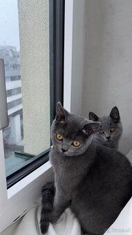 2 Britisch Kurzhaar Katzen (4 & 7 Monate) nur gemeinsam abzu - 2