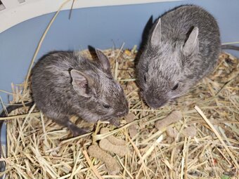 Degus - 2