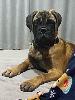 Bullmastiff welpe - 2