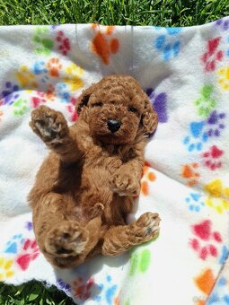 Poodle - 2