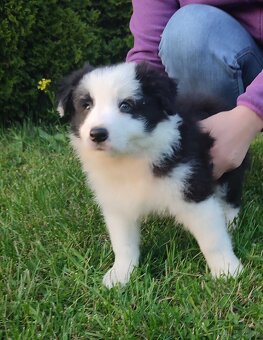 WhatsApp +4915510295604 Border Collie Welpe mit Stammbaum ve - 2