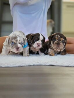 Wunderschöne Englische Bulldoggen Welpen (Blue-Eyed Merle) s - 2