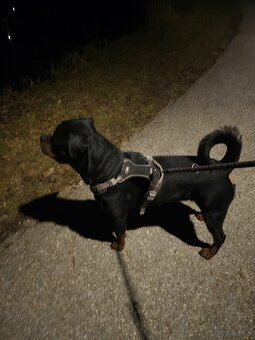 Dexter Rotweiler Zum Abgeben - 2