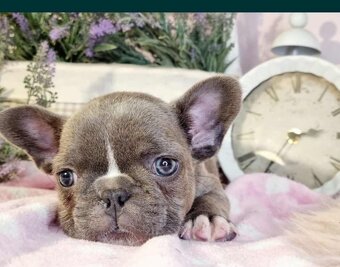 WhatsApp +4915510295604 Französische Bulldogge Welpe verfügb - 2