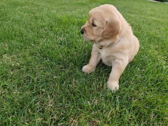 WhatsApp +4915510295604 Golden Retriever Welpen verfügbar - 2