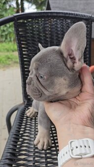 WhatsApp +4915510295604 Französische Bulldogge Welpe weiblic - 2