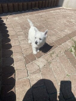 WhatsApp +4915510295604 West Highland White Terrier Welpe ve - 2