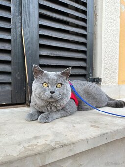 Britische Kurzhaar Katze (Kater) - 2