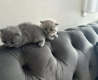 Original Britische Katzen - 2