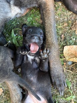 Cane Corso x Malinois Welpen - 2