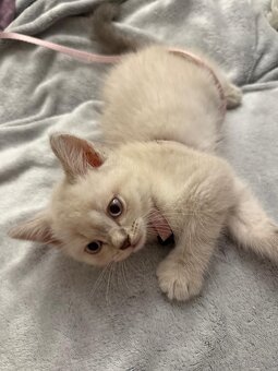 Wunderschönes weißes BKH Kitten - 2