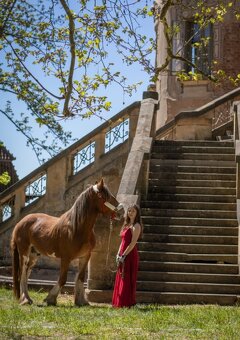 Drum horse hengst - 2