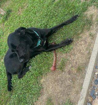 Labrador Mix - 2