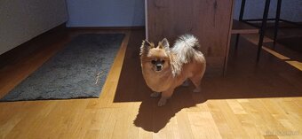 2 chihuahua reinrassig verkaufen - 2