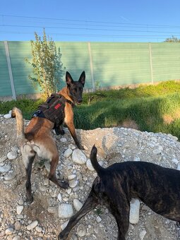 Wurfankündigung Malinois x Cane Corso - 2