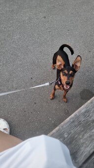 Zwergpinscher - 2