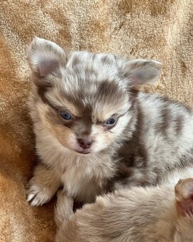 Prachtige mannelijke en vrouwelijke Chihuahua-puppy's besch - 2