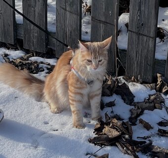 Maine Coon Kater - 2