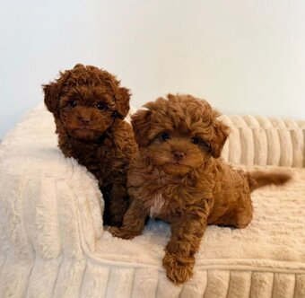 F1b Cavapoo-Welpen (Milo & Teddy) adoptiert - 2
