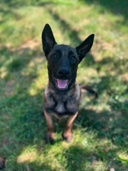 Belgischer Schäferhund (Malinois) - 2