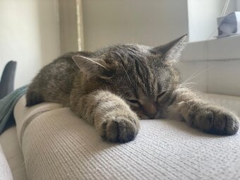 BKH Katze Weiblich - 2