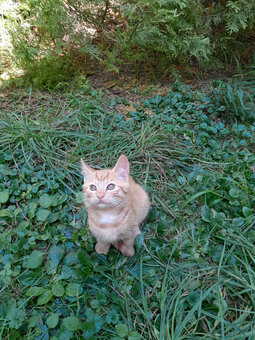 3 junge Kater herzugeben - 2