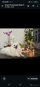 Pomeranian Hündin - 2