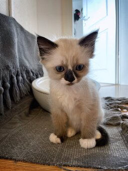Edelmix Ragdoll Heilige Birma Kitten - 2