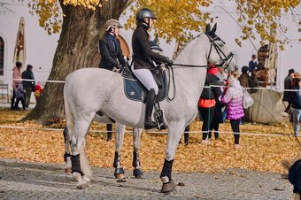 Kladruber horse - 2