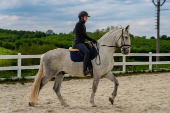 Kladruber horse - 2