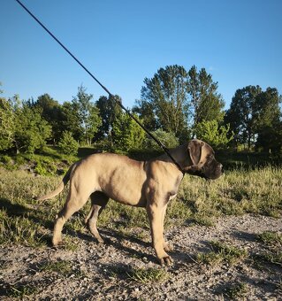 Bulmastif s PP/ Bullmastif/ Bulmastiff - 2