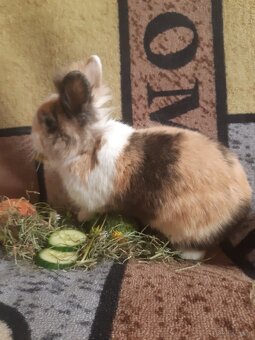 Zwergkaninchen Löwenkopf Bub zu vergeben - 2
